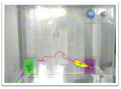 New Object Recognition | USF Health