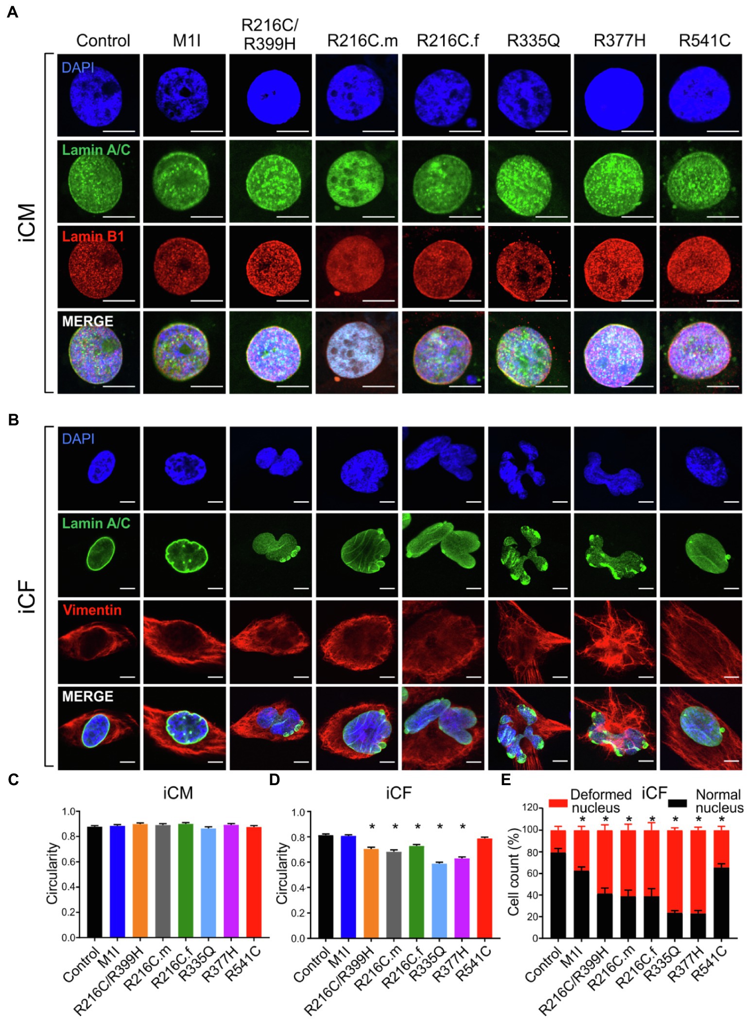 Phenotypic Variability in iPSC-Induced Cardiomyocytes and Cardiac Fibroblasts Carrying Diverse LMNA Mutations