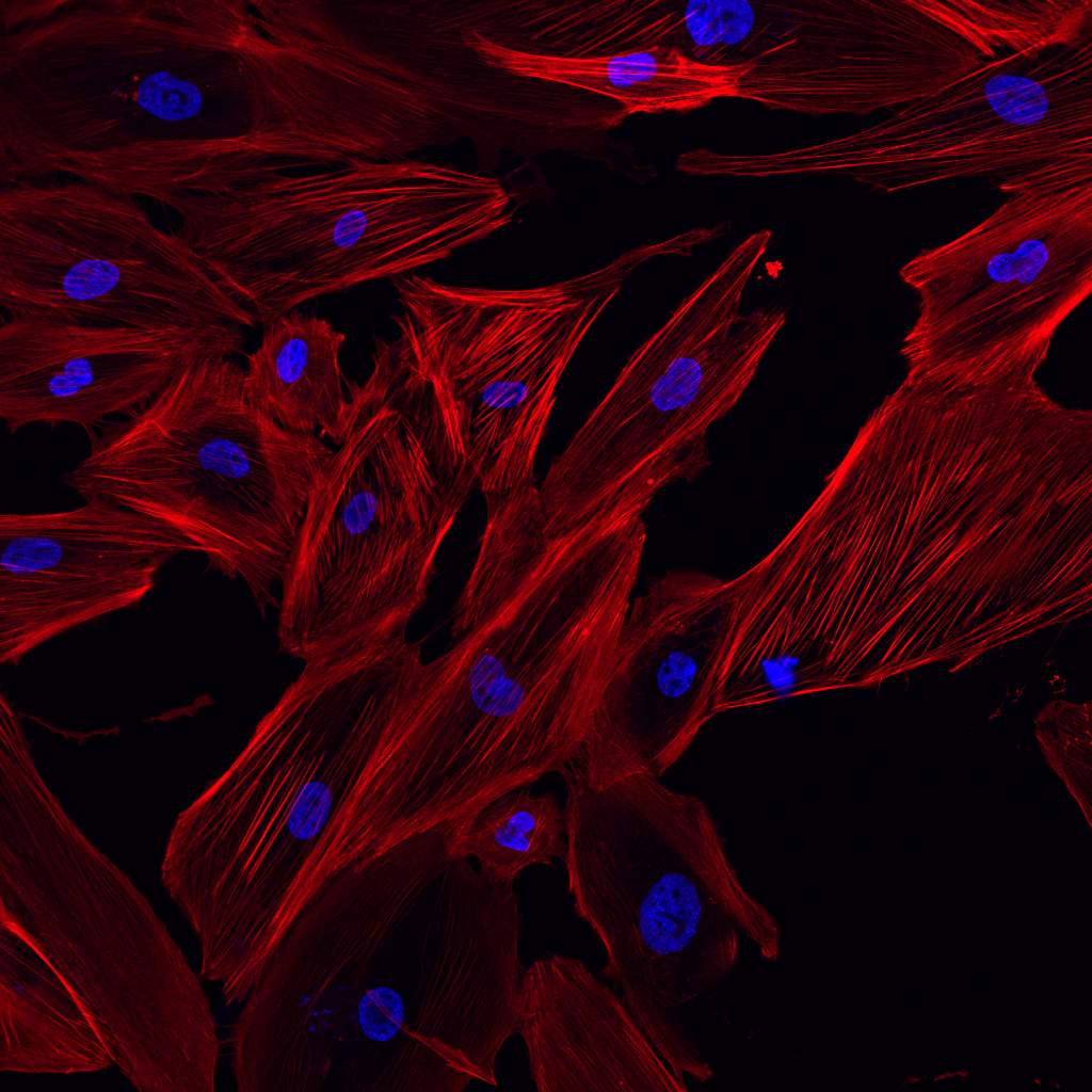 Hypertension and Kidney Center USF Health