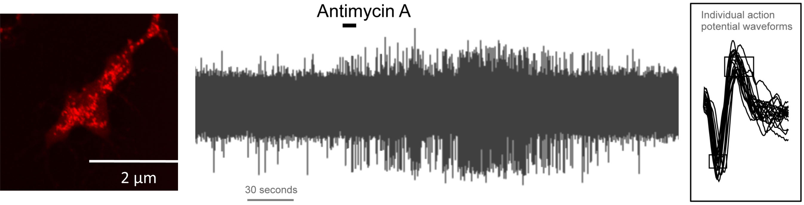 example of antimycin A