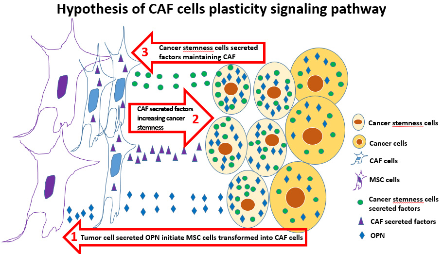 Hypothesis of CAF cells plasticity signaling pathway