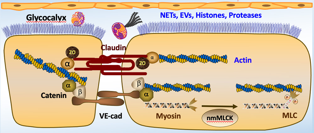 Glycocalyx