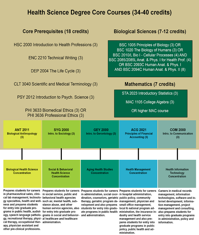 Bachelor Of Science In Health Sciences | USF Health