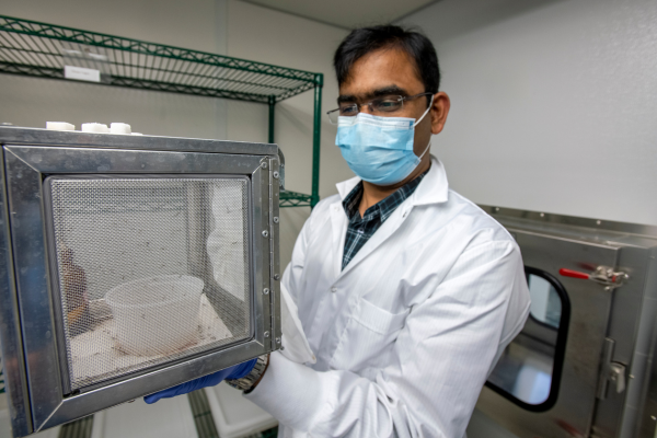 A researcher studying malaria in a COPH lab standing next to mosquitoes kept in a secure container.