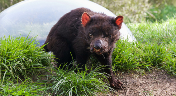 A Tasmanian devil standing in tall grass