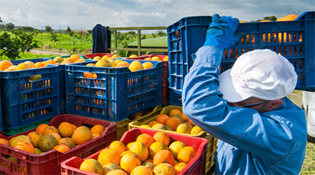 Partnership for Citrus Worker Health