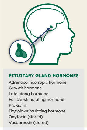 PITUITARY GLAND HORMONES INFOGRAPHIC