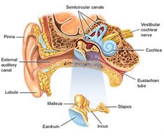 Cochlear Implant