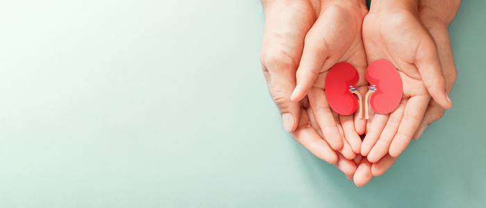 usf patient care pediatric nephrology