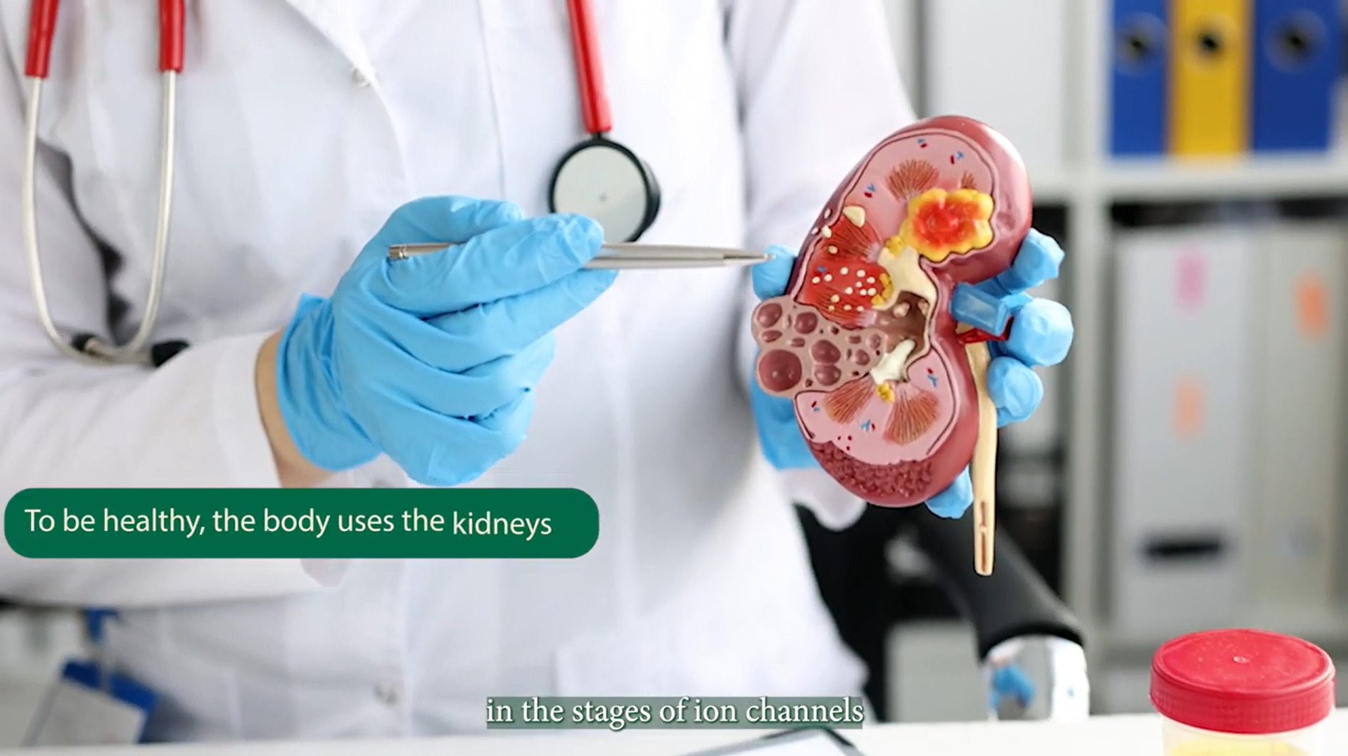 Person in lab coat showing a kidney model