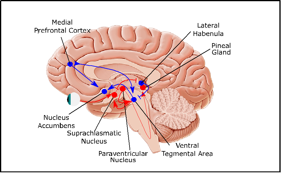 Circadian and reward circuits