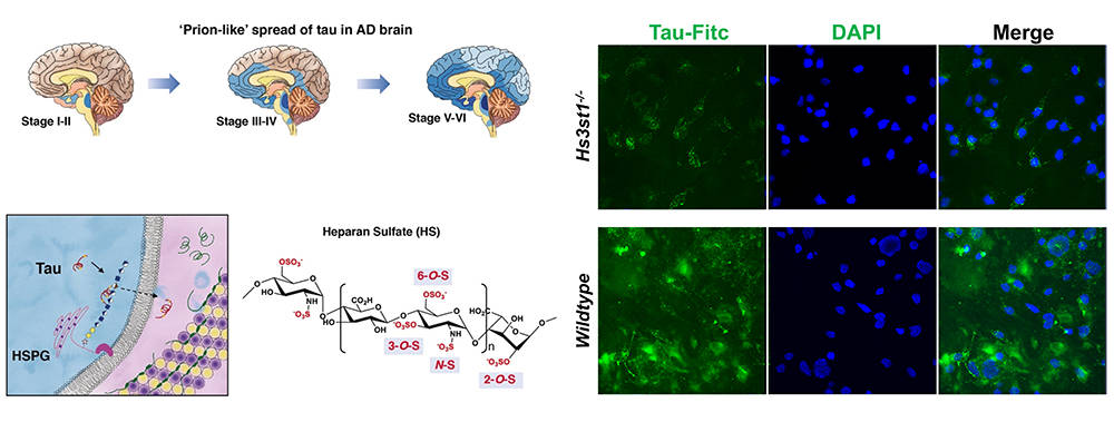 Tau uptake is mediated by cell surface heparan sulfate, which depends on 3-O-sulfation modification by Hs3st1