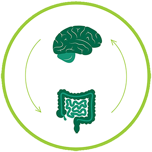 Brain gut connection diagram