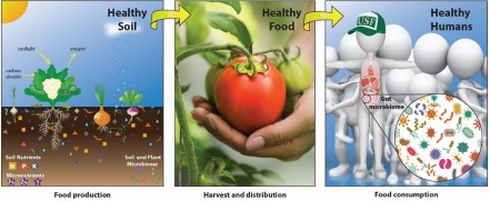 Metropolitan Food Project