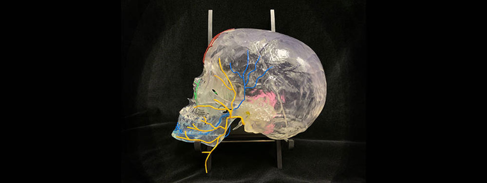 3D print of skull with facial and trigeminal nerves