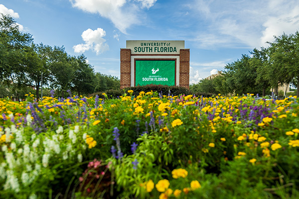 USF sign at the end of a field of daisies 