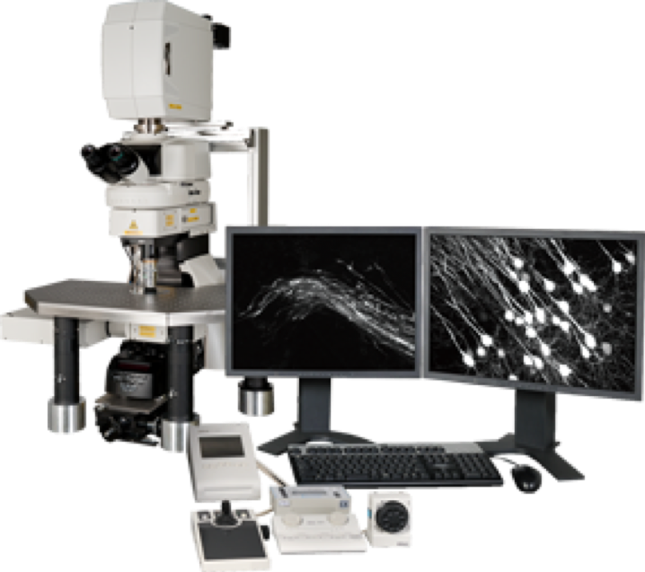 Nikon multiphoton