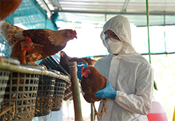 H5N1 bird flu researcher with birds