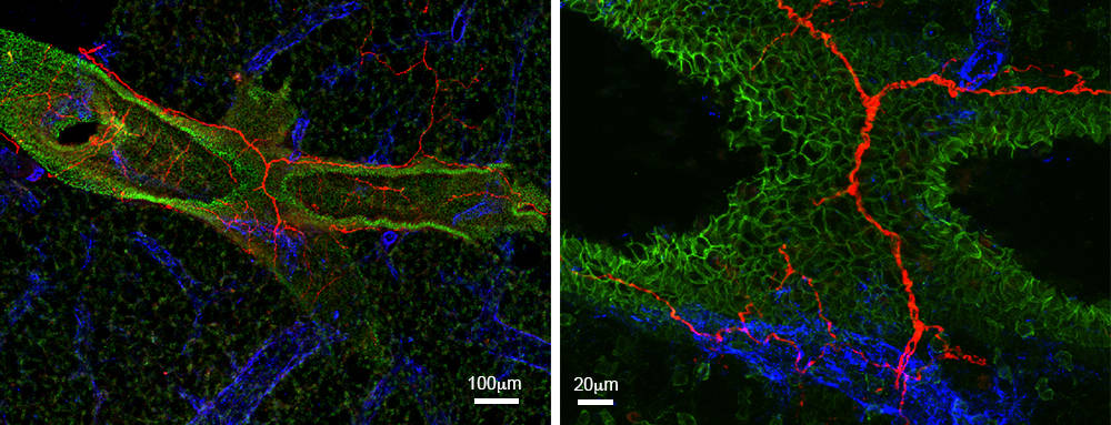 Sensory nerve innervation (red) of the lungs, airways labeled in green, blood vessels labeled in blue.
