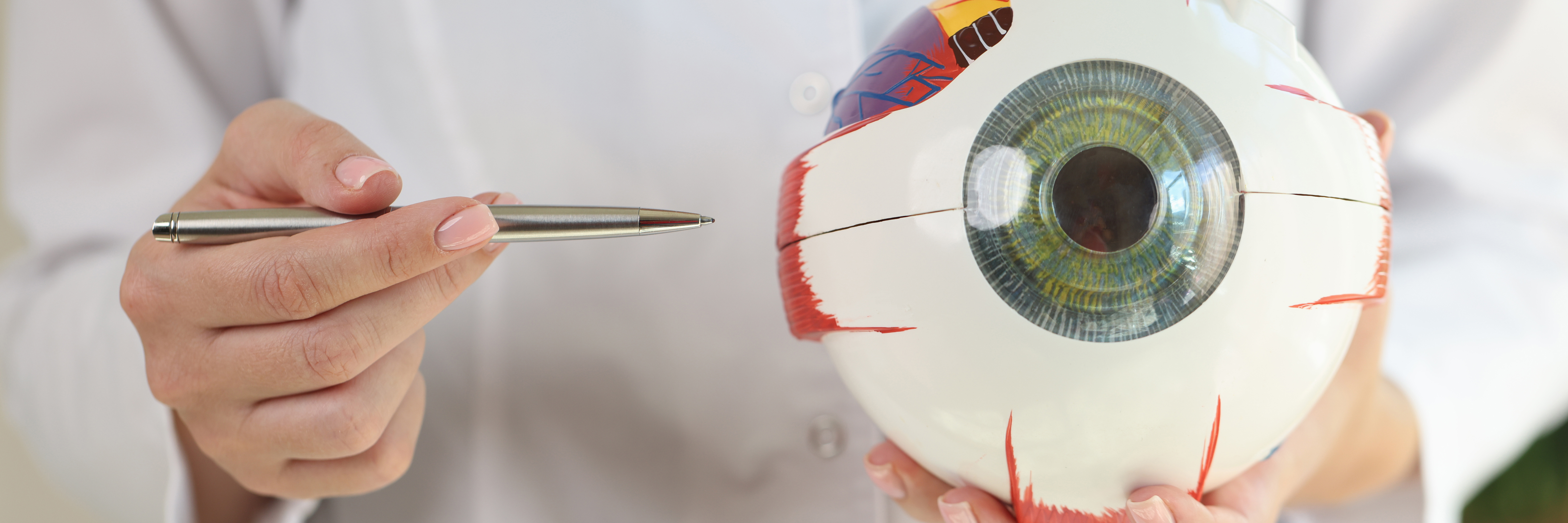 Eye Research Plastic Eye 