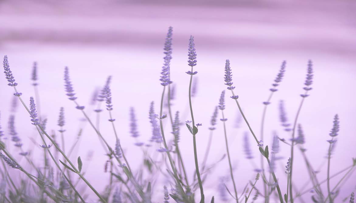 Code Lavender