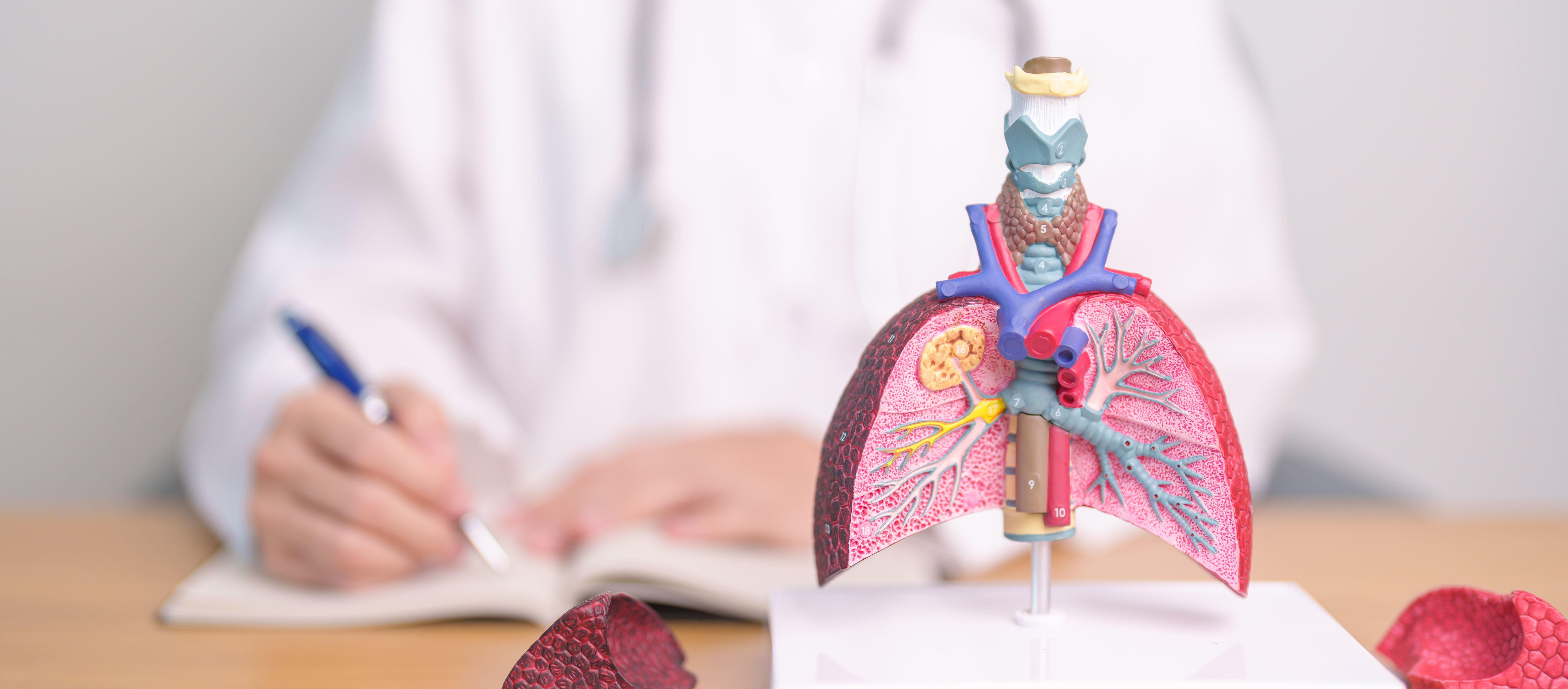 Researcher with model lungs