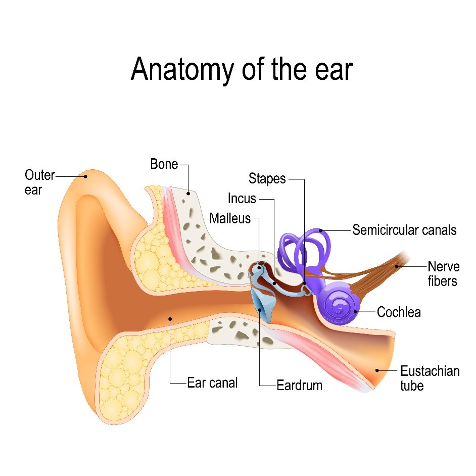 Anatomy of the ear