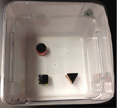 Novel object recognition