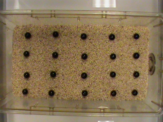 Marble burying