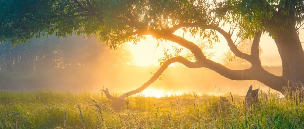 the sun shines through a tree in a grassy field