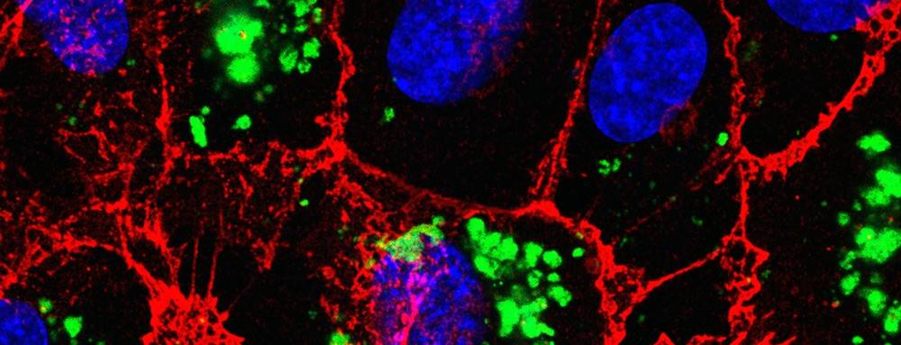 Endothelial cells take up extracellular vesicles (green). Red shows adherens junctional protein, blue shows cell nuclei.
